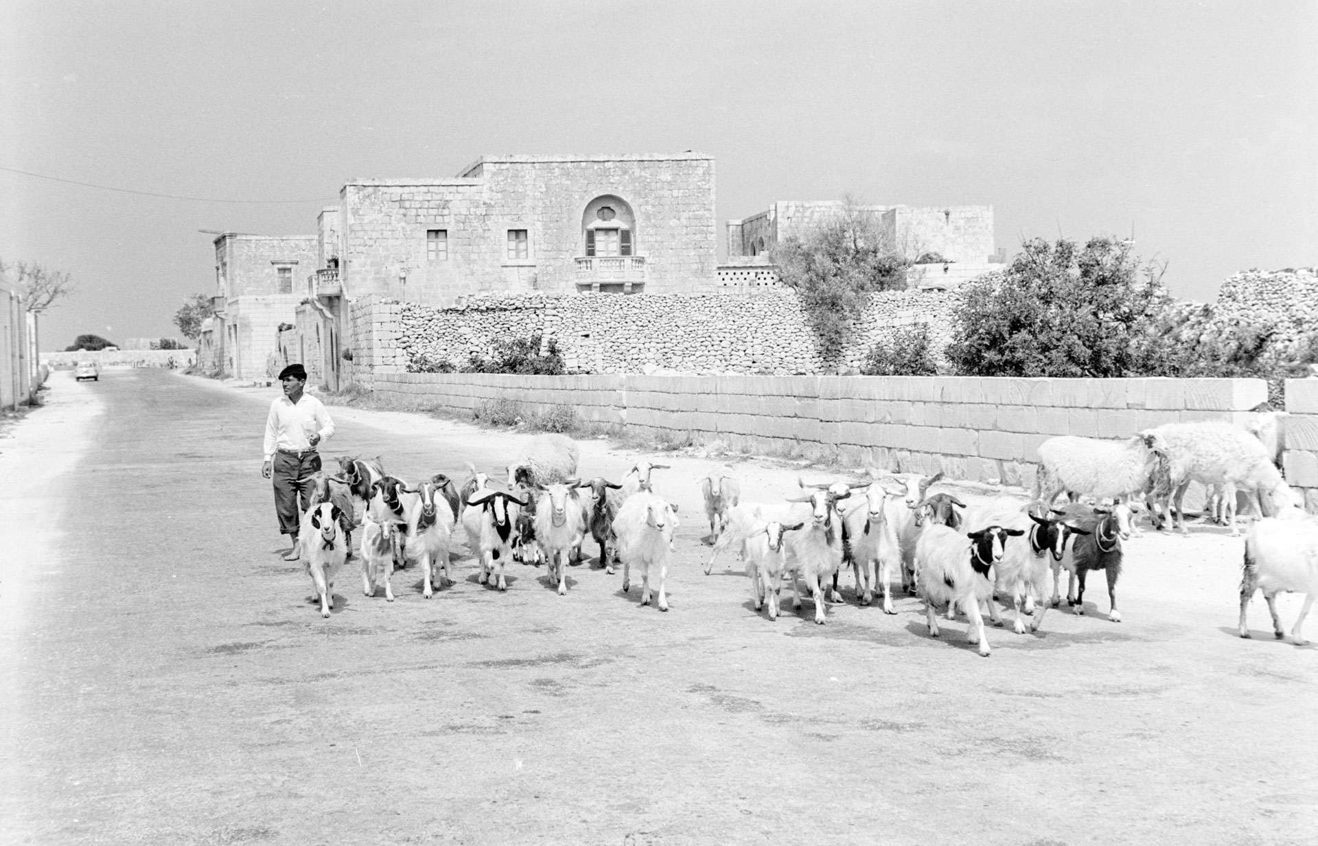 The goat herder known as il-Brimbu from Xewkija, captured by Guido Stilon in the 1970s. Courtesy of Grace Cilia Vincenti & National Archives of Malta.
