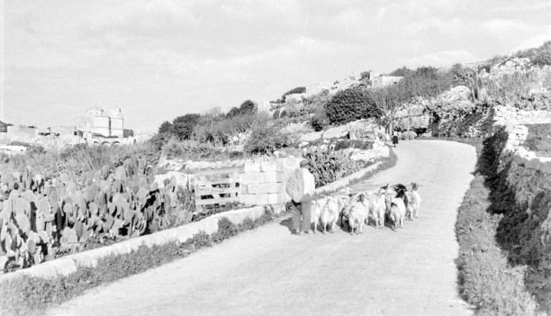 A goat herd on the road leading down to Xlendi from Fontana, as captured by Guido Stilon in the 1960s.