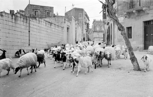 A goat herd on the road leading down to Marsalforn from Victoria, as captured by Guido Stilon in the 1960s.