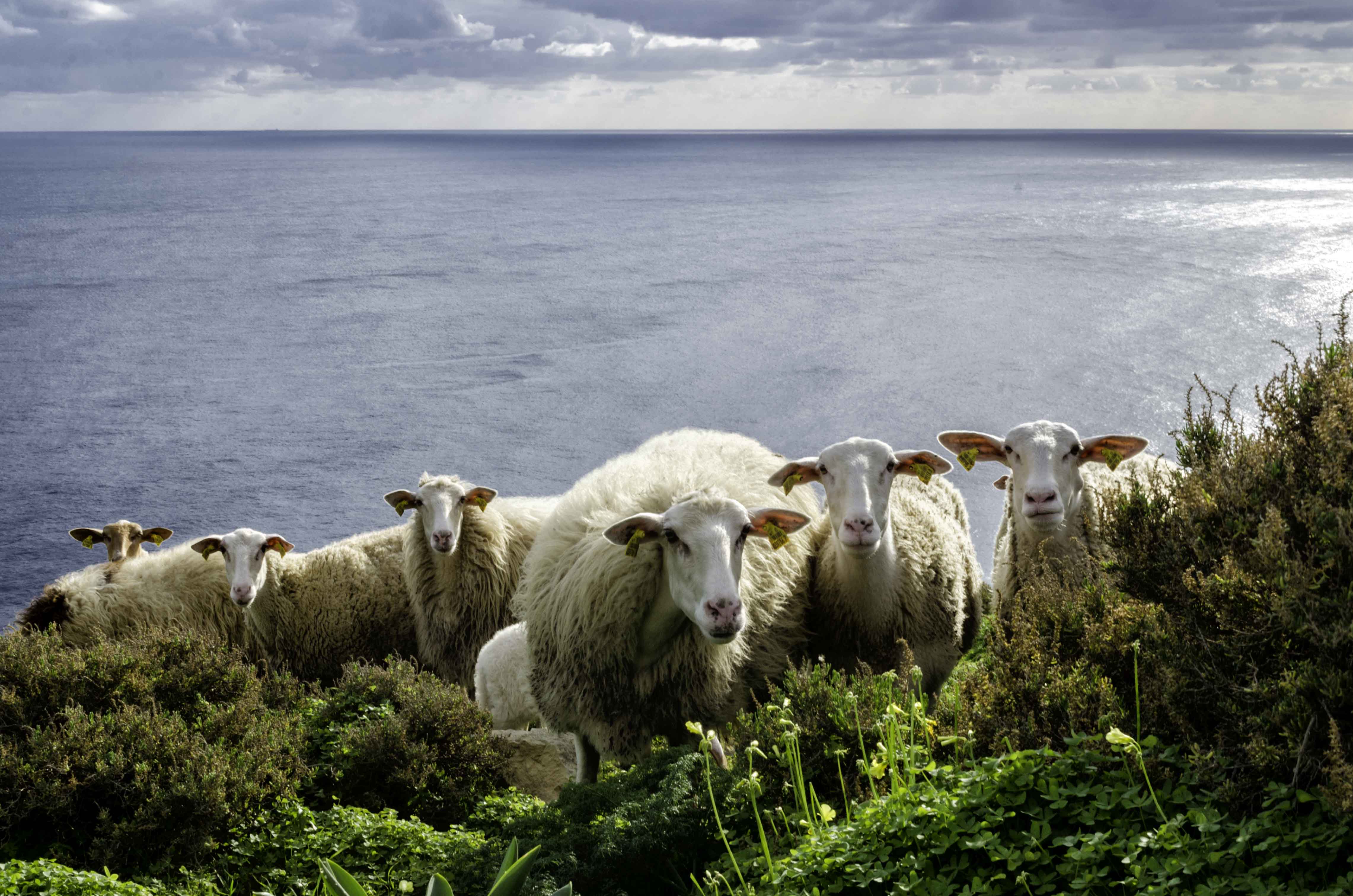 Herd of Sheep