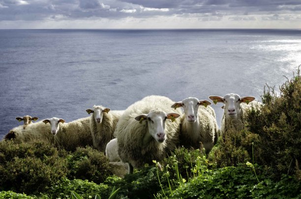 Herd of Sheep
