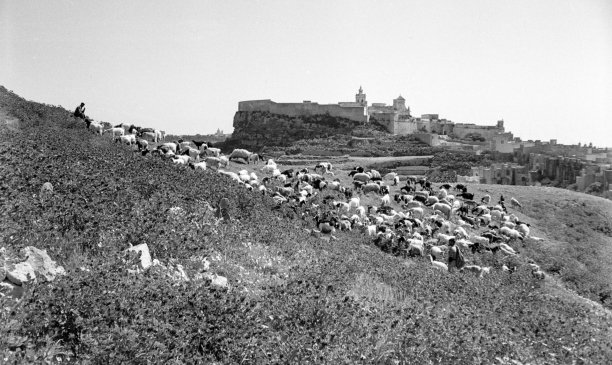 A goat herder stationed hillside in Gozo, with the imposing Citadel in the background, captured majestically by Guido Stilon in 1963. Courtesy of Grace Cilia Vincenti & National Archives of Malta.