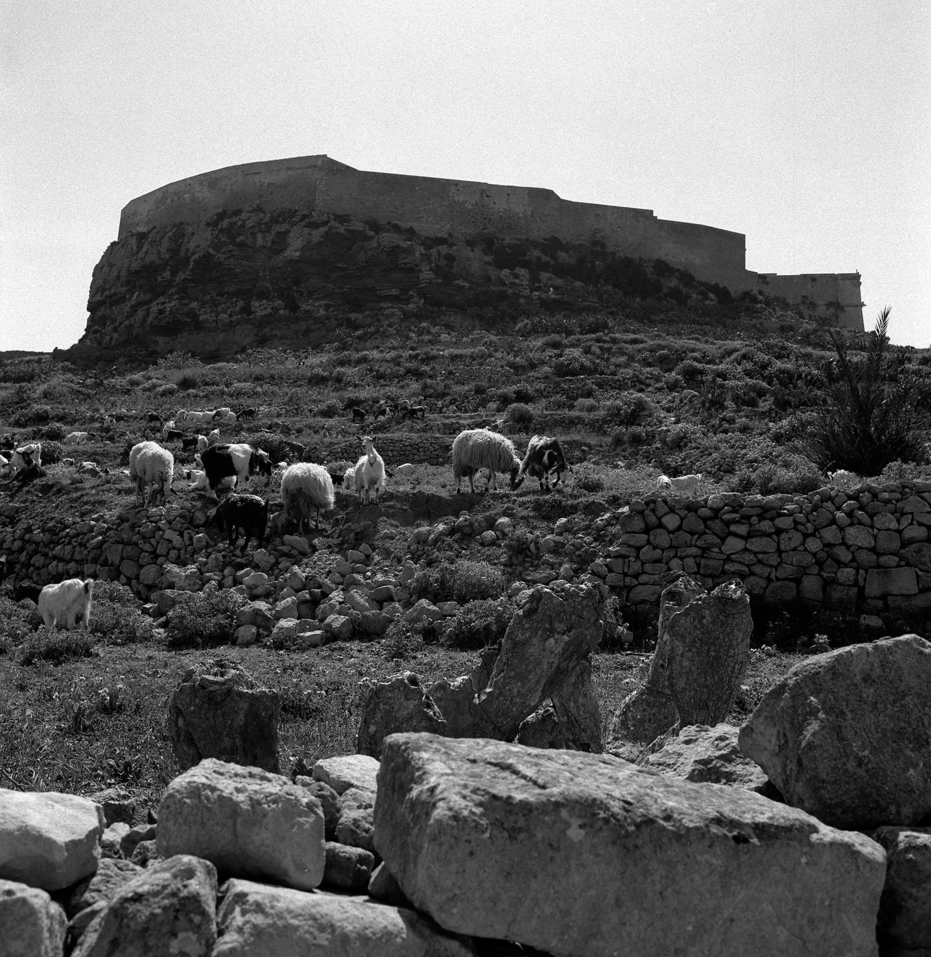 A small flock of goats below the Citadel, captured by the late David Wrightson in October 1964.