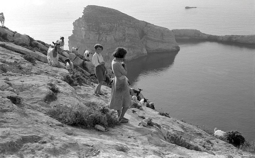 Goat herding at Dwejra Bay