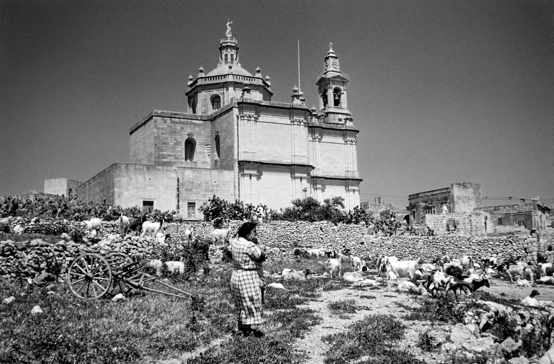 A woman, identified as Saveria tal-Mazgat, tending to her goats, with Fontana parish church in the background, captured by Guido Stilon in 1964. Courtesy of Grace Cilia Vincenti & National Archives of Malta.
