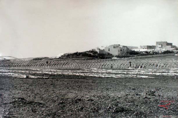 Green houses