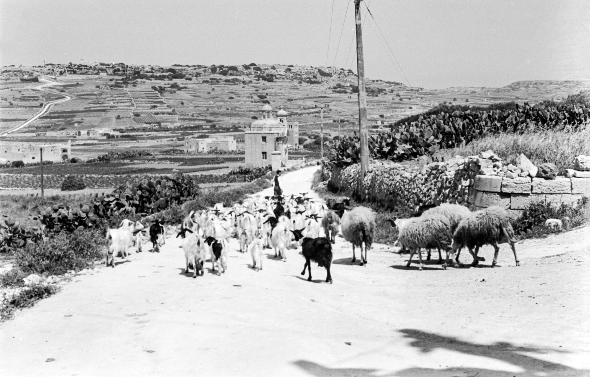 A goat herder seen in the area of Victoria known as tal-Ghonq, with the chapel of St. Martha in the background; photographer unknown.